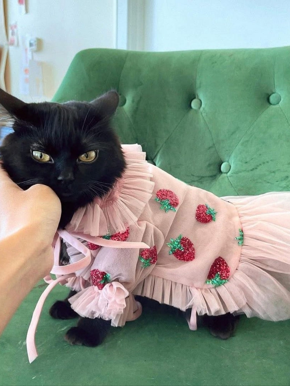 Lirika Matoshi Strawberry Dress Bundle Size XL & Pet M - Picture 6 of 16